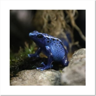 Okopipi Blue Poison Arrow or Dart Frog Posters and Art